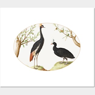Gray Crowned Crane and Helmeted Currasow (1575–1580) Posters and Art